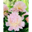 Piwonia, Paeonia - Angel Cheeks - sadzonka