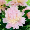 Piwonia, Paeonia - Angel Cheeks - sadzonka
