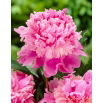 Piwonia, Paeonia - Monsieur Jules Elie - sadzonka - duża paczka! - 10 szt.