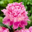 Piwonia, Paeonia - Monsieur Jules Elie - sadzonka - duża paczka! - 10 szt.