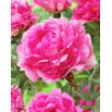 Piwonia, Paeonia - The Fawn - sadzonka