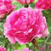 Piwonia, Paeonia - The Fawn - sadzonka