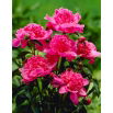 Piwonia, Paeonia - Barbara - sadzonka - duża paczka! - 10 szt.