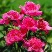 Piwonia, Paeonia - Barbara - sadzonka - duża paczka! - 10 szt.