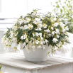 Begonia boliwijska - Bertini Santa Barbara - GIGA paczka! - 50 szt.