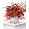 Begonia boliwijska - Bertini Santa Cruz