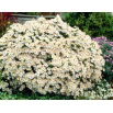 Aster krzaczasty - Apollo - GIGA paczka! - 50 szt.