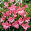 Mieczyk Charming Beauty - 5 szt.