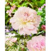 Piwonia, Paeonia - Alertie - sadzonka - GIGA paczka! - 50 szt.