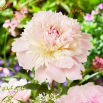 Piwonia, Paeonia - Alertie - sadzonka - GIGA paczka! - 50 szt.