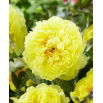 Piwonia, Paeonia - Bartzella - sadzonka
