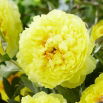 Piwonia, Paeonia - Bartzella - sadzonka