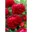 Piwonia, Paeonia - Bockstoce - sadzonka - duża paczka! - 10 szt.