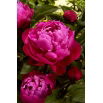 Piwonia, Paeonia - Red Sarah Bernhardt - sadzonka - duża paczka! - 10 szt.