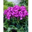 Floks (Phlox) - Płomyk wiechowaty - Uspech - GIGA paczka! - 50 szt.