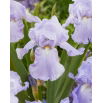 Kosaciec, Irys - Blue Sapphire