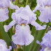 Kosaciec, Irys - Blue Sapphire
