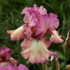 Kosaciec, Irys - Returning Rose