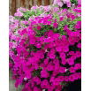 Petunia zwisająca Fortunia - ciemnoróżowa
