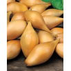 Cebula dymka - Zebrune - szalotka - 5 kg