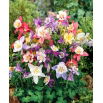 Orlik ogrodowy mix - McKana Hybrids - 1 szt.
