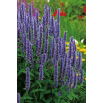 Agastache, Kłosowiec meksykański