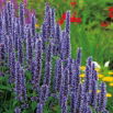 Agastache, Kłosowiec meksykański