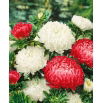 Aster - Polska Flaga
