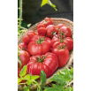 Pomidor malinowy - mieszanka odmian
