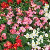 Begonia stale kwitnąca wysoka - mieszanka kolorów