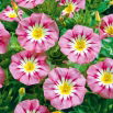 Powój trójbarwny - Rose Ensign - różowy