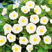 Powój trójbarwny - White Ensign - biały