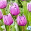 Tulipan Dancing Passion - GIGA paczka! - 250 szt.