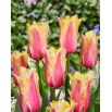 Tulipan Flaming Memory - duża paczka! - 50 szt.