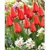 Tulipan Lalibela - duża paczka! - 50 szt.