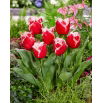 Tulipan New Santa - GIGA paczka! - 250 szt.