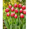 Tulipan One Love - 5 szt.