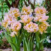 Tulipan Password - 5 szt.