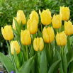 Tulipan Sunny Time - 5 szt.