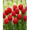 Tulipan Surrender - 5 szt.