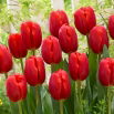 Tulipan Surrender - 5 szt.