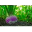 Rzepa pastewna Marco - 100 g