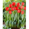 Tulipan Crystal Beauty - 5 szt.