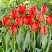 Tulipan Crystal Beauty - 5 szt.