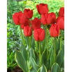Tulipan Darwidesign - GIGA paczka! - 250 szt.