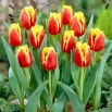 Tulipan Davenport - 5 szt.