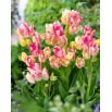 Tulipan Dream Club - 5 szt.