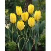 Tulipan Easter Moon - 5 szt.