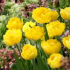 Tulipan Exotic Sun - 5 szt.
