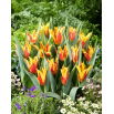 Tulipan Firework - 5 szt.